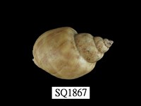 藏品(波部鳳螺)的圖片